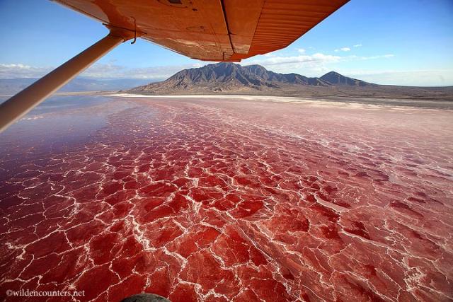 0015 - Crystalised soda and algae bloom _aerial shot including aeroplane wing in the foreground__ Lake Natron_ Kenya