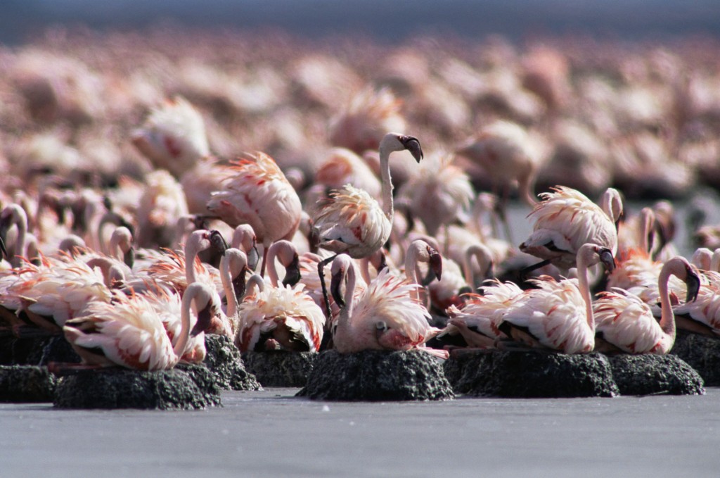 Nesting colony of Lesser Flamingo {Phoeniconaias minor} Lake Natron, Tanzania - Lesser flamingoes are threatened in East Africa and Lake Natron (their only breeding site) is now under threat from industrial pollution from Soda ash plant