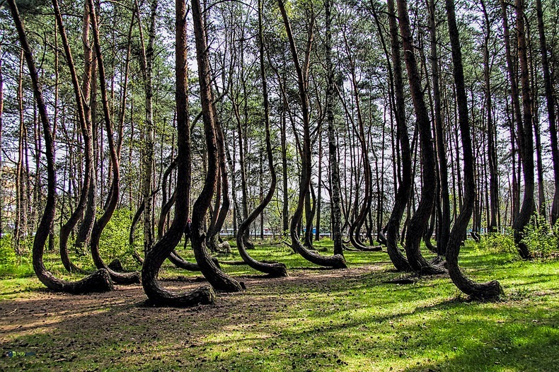crooked-forest-12