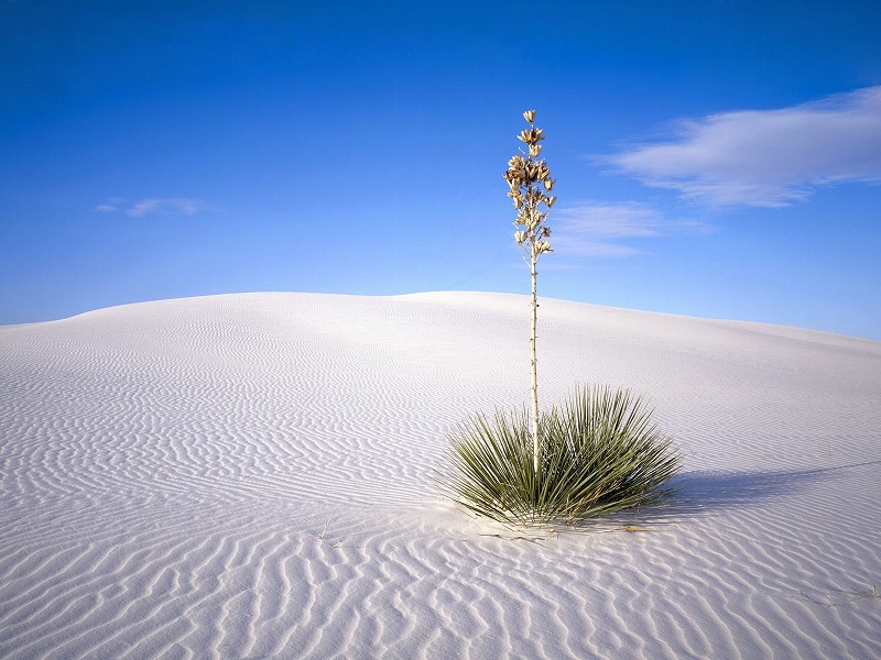 5-Одинокая юкка среди белоснежных песков Фарфоровой пустыни